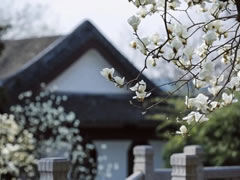 院立東方龍?zhí)ь^，滿園春風(fēng)花漸開